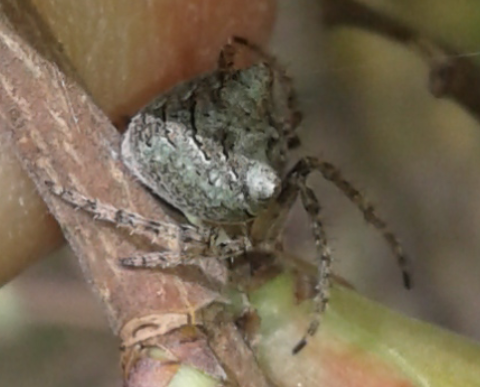 Araneidae : Araneus sp.? No,  Gibbaranea gibbosa  da confermare